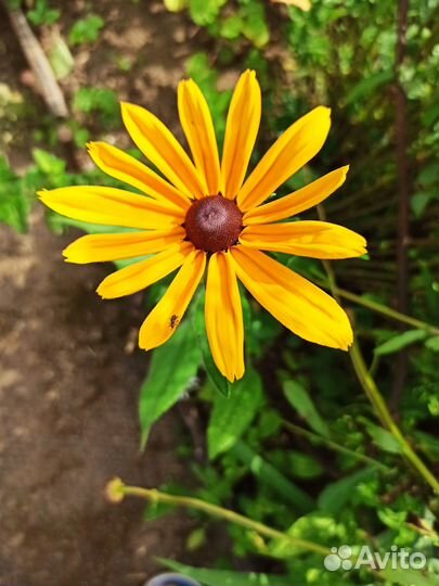 Рудбекия - цветы