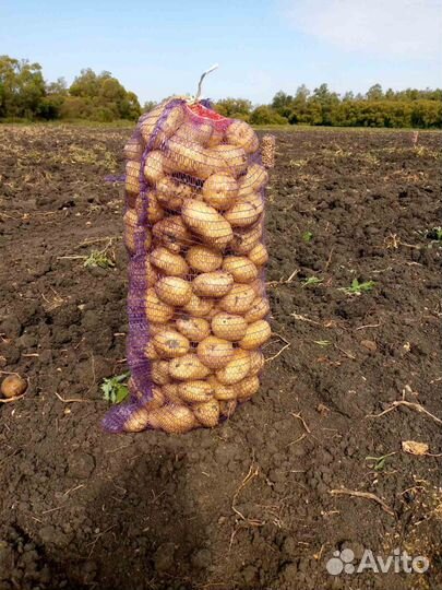 Продам картофель