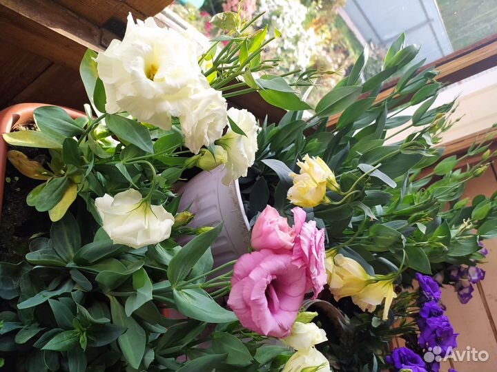 Рассада цветов