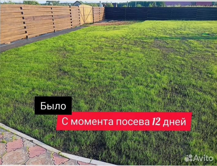 Семена газонной травы