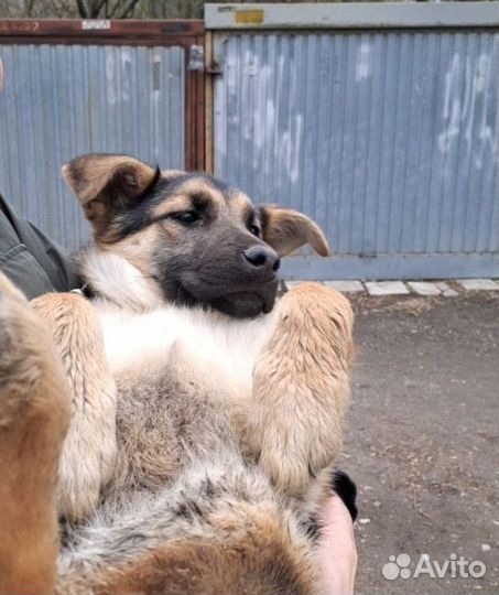 Собака в добрые руки щенок
