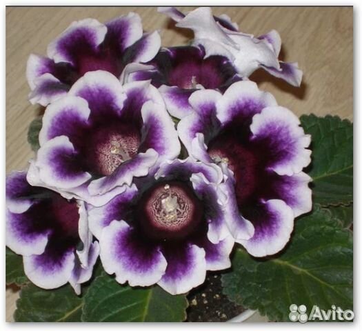 Ахименесы, карисса, хойи, бугенвиллия, пассифлора