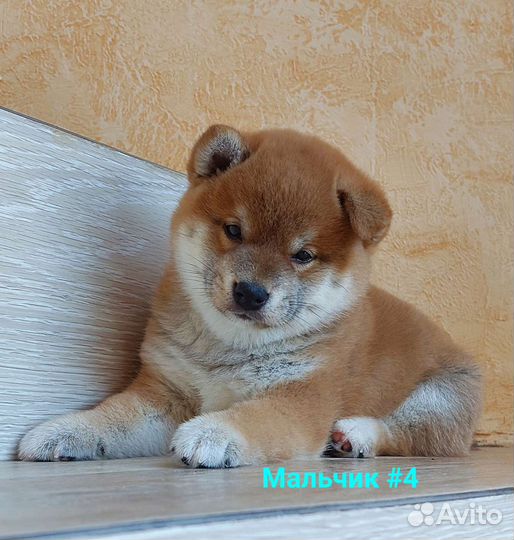 Сиба ину щенки