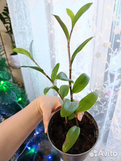 Традесканция