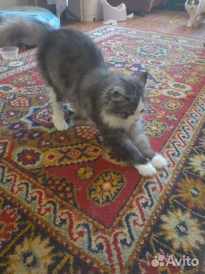 Кошка в дар бесплатно