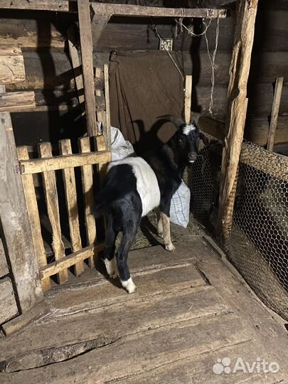 Чешский козел