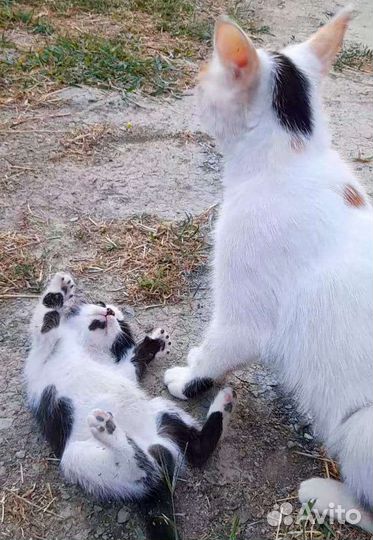 Кошка