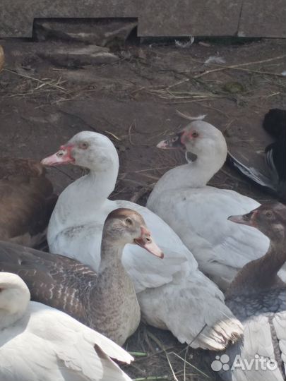 Мускусные утки