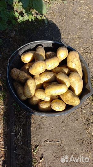 Груша продукты питания