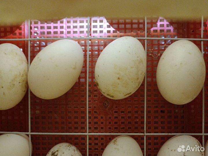 Утиные яйца, индоутиные тяжелоыесы