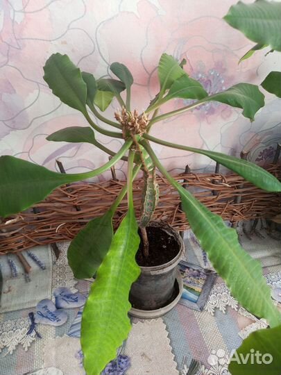 Молочай беложильчатый