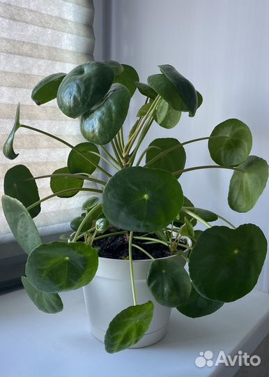 Японское денежное дерево Пилея комнатные цветы