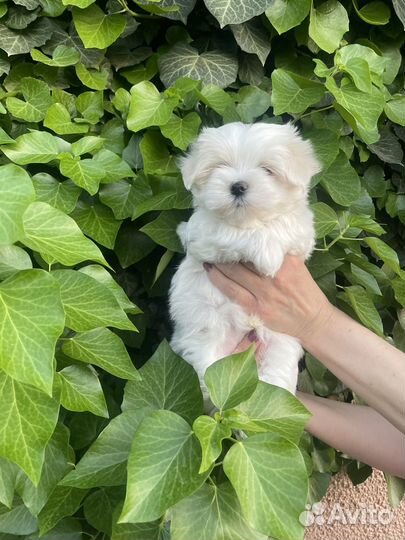 Щенки мальтезе