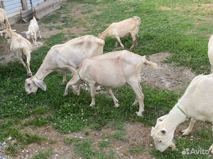 Козье молоко, сыр