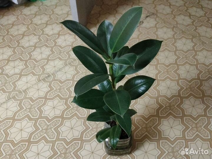 Фикус Анастасия, эластика,тинеке, Бенджамина