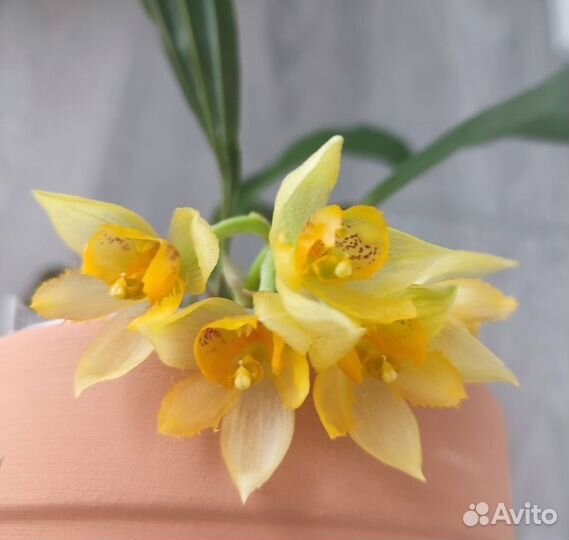 Sievenkingia fimbriata орхидея