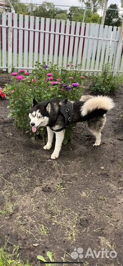 Отдам бесплатно собаку