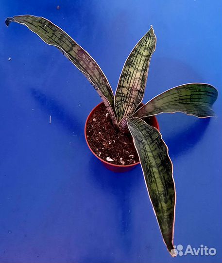 Сансевиерия Клеопатра