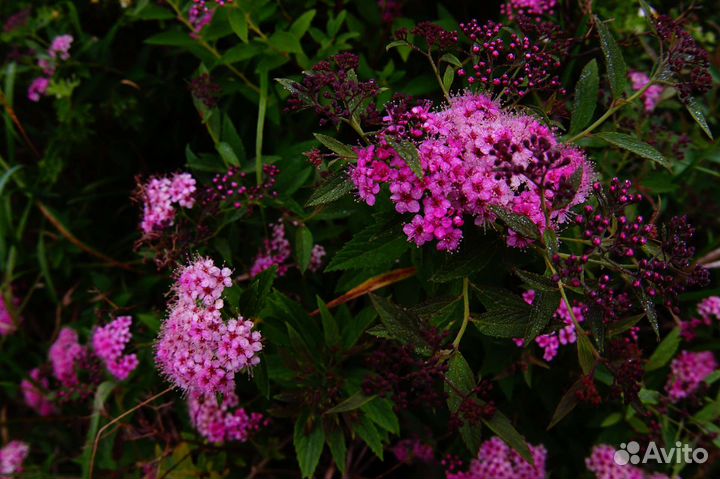 Спирея японская низкорослая крупномер