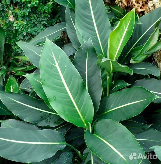 Дифенбахия, Шефлера, Аспарагус