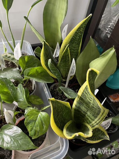 Домашние растения