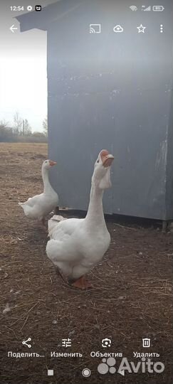Холмогорские гуси