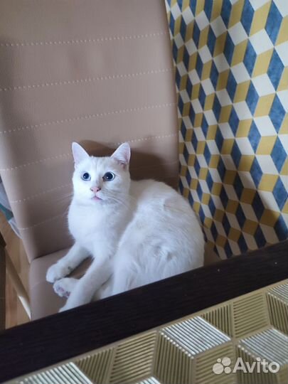 Шотландский кот