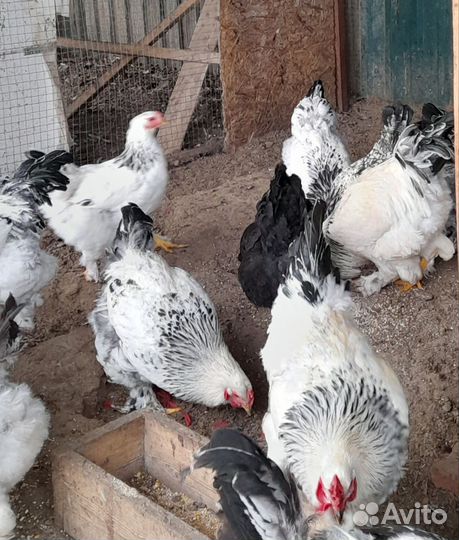 Инкубационное яйцо кур брама