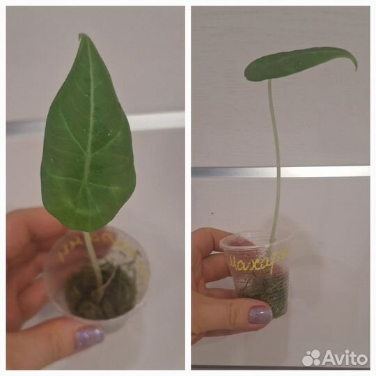 Алоказия Махарани (Серый Дракон)