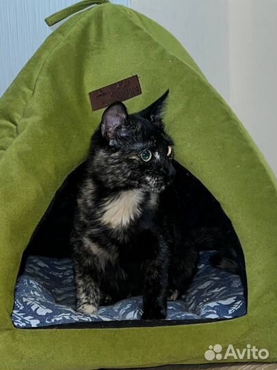 Кошки