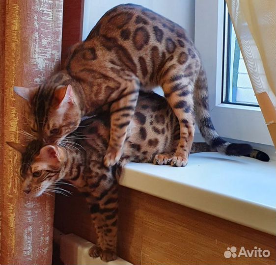Бенгальский кот вязка