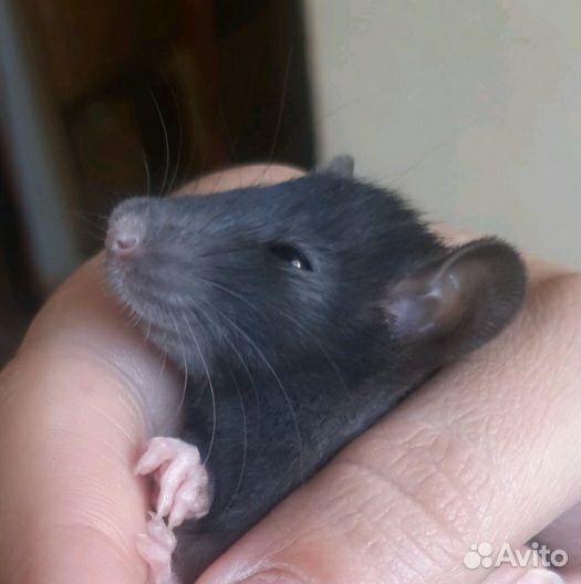 Декоративная крыса