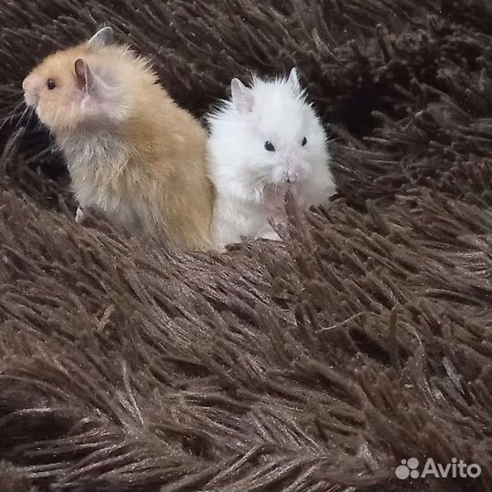 Вязка хомяков