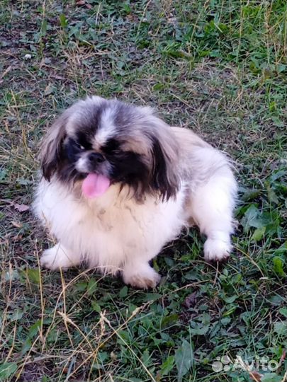 Королевский пекинес