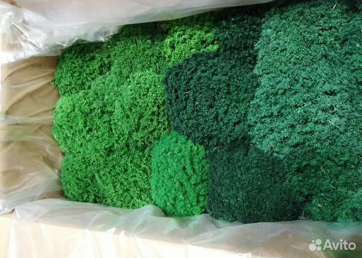 Стабилизированный мох Королевский Ягель