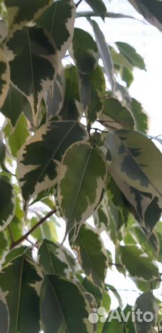 Фикус бенджамина пестролистный