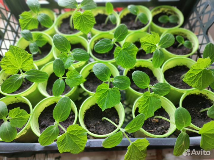 Рассада огурцов