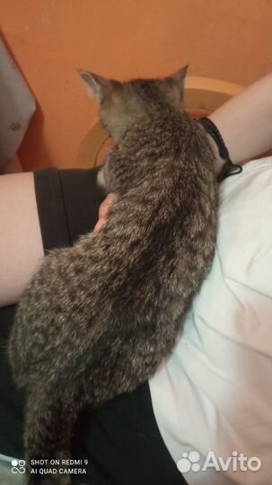 Кошка - шпротинка (котенок в добрые руки)