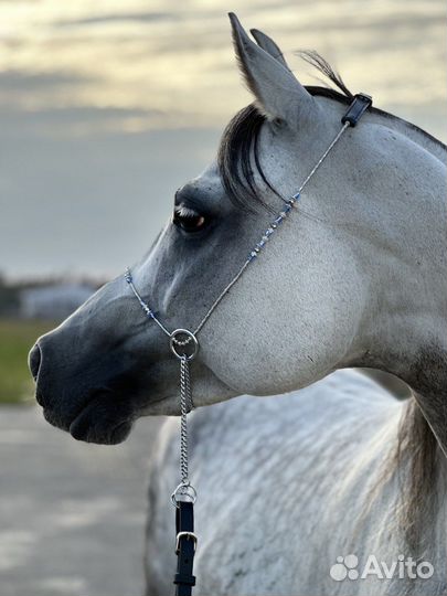 Мерин арабской чистокровной породы