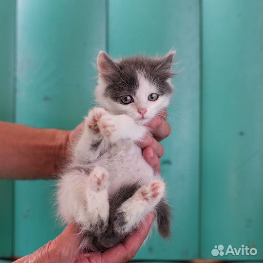 Котёнок Маня, 2 месяца