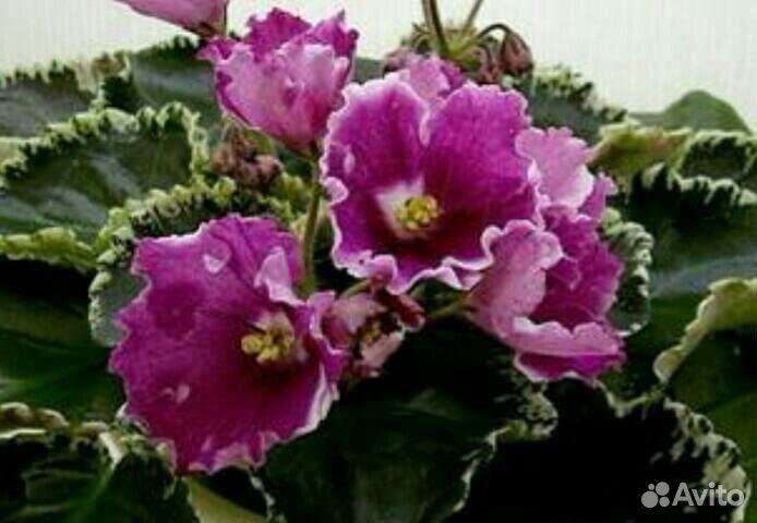 Фиалка Buckeye seductress