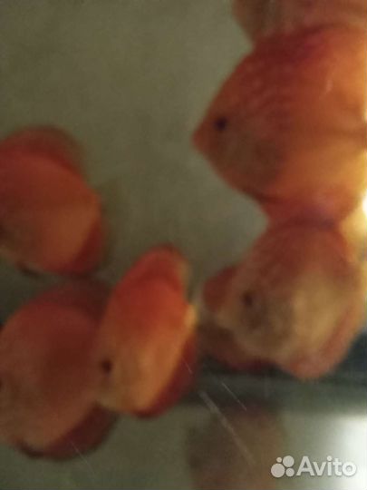 Аквариумные рыбы дискусы 1000р