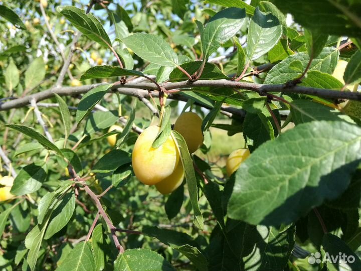 Саженцы малины и желтой сливы