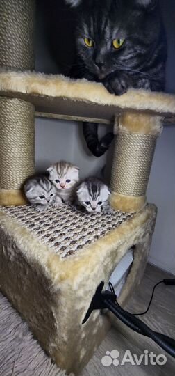 Кошки