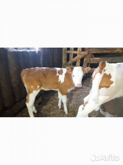 Телята симменталы