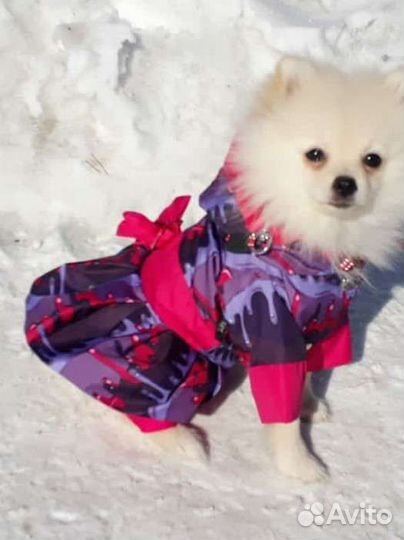 Комбинезон для маленькой собаки
