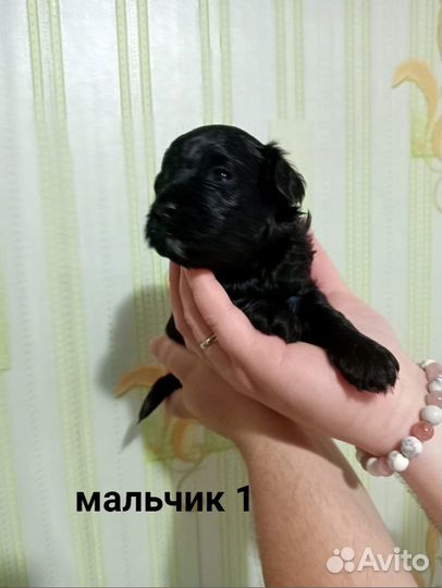 Щенки той пуделя