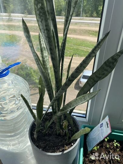 Сансевиерия щучий хвост тещин язык