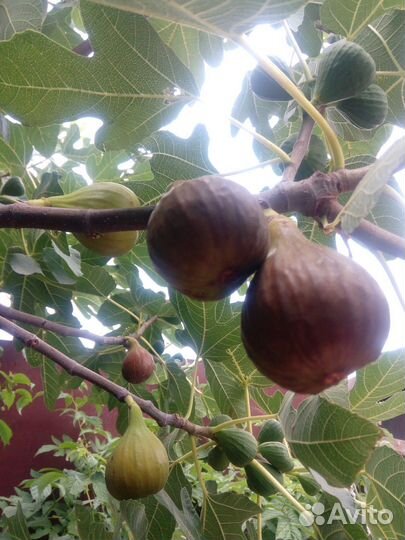 Черенки инжира