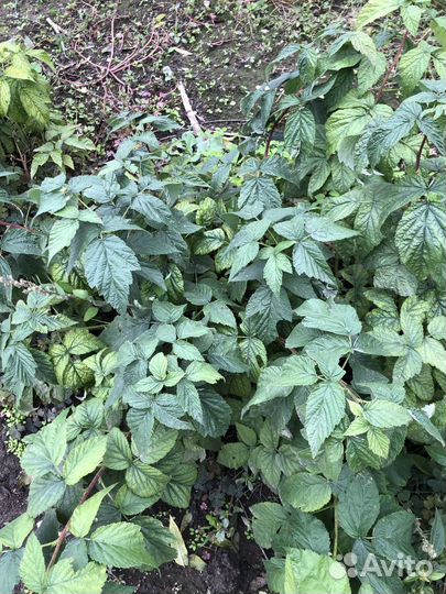 Корни ремонтантной малины